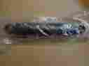 503190292 Ski-doo New Genuine Center Shock For 04 Legend Mx Z 380 550 Skandic