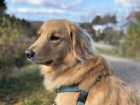 5431144 Dg Dog Part #3