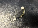 03-10 Polaris Reverse Light Assembly # 4010687 Trail Touring 550. Fixed Price $9.95.